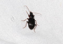 Agonum