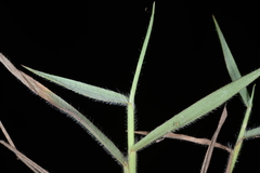 Digitaria mollicoma