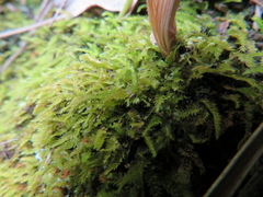 Racopilum cuspidigerum