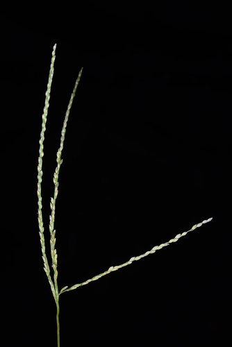 Digitaria mollicoma