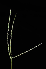 Digitaria mollicoma