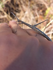 Tetanorhynchini