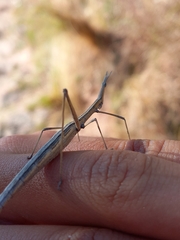 Tetanorhynchini