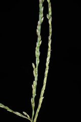 Digitaria mollicoma