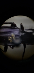 Pterostichus amethystinus