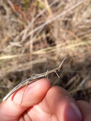 Tetanorhynchini