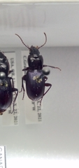 Pterostichus amethystinus