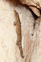 Thecadactylus rapicauda
