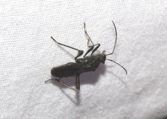 Alydus pilosulus