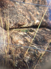 Tropidurus spinulosus