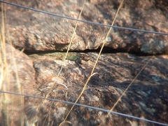 Tropidurus spinulosus
