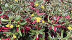 Berberis julianae