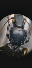 Pterostichus relictus