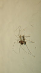 Micropholcus fauroti