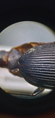 Pterostichus relictus