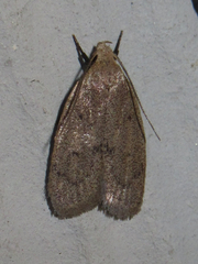 Inga obscuromaculella
