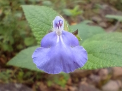 Salvia amarissima