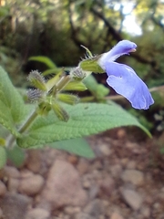 Salvia amarissima