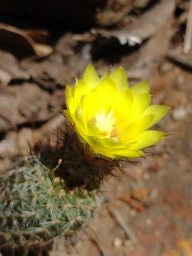 Frailea gracillima