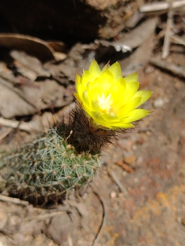 Frailea gracillima