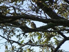 Empidonax occidentalis
