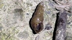 Melanoides tuberculata