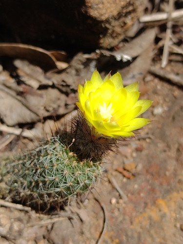 Frailea gracillima