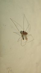 Micropholcus fauroti