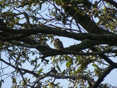 Empidonax occidentalis