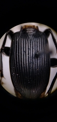 Pterostichus relictus
