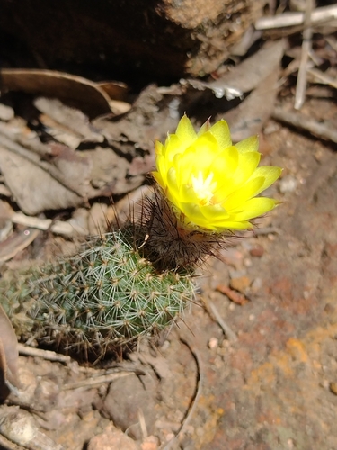 Frailea gracillima