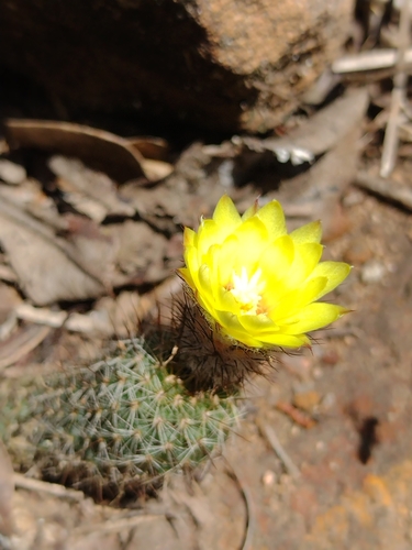 Frailea gracillima