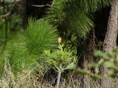 Empidonax fulvifrons