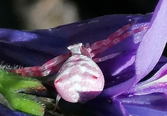 Thomisus citrinellus