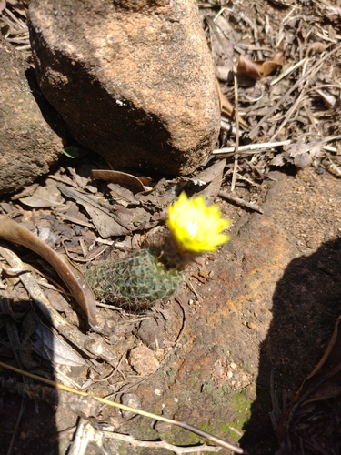 Frailea gracillima