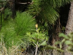 Empidonax fulvifrons