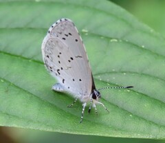 Celastrina neglecta