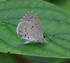 Celastrina neglecta
