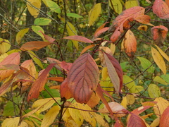 Cornus alba