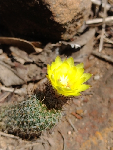 Frailea gracillima