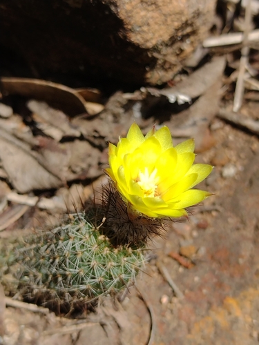 Frailea gracillima