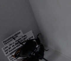 Pterostichus relictus