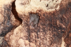 Artibeus jamaicensis