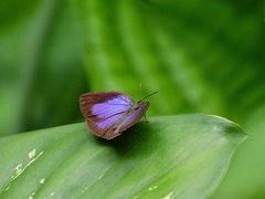 Arhopala