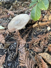 Coprinopsis uliginicola