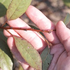 Prunus susquehanae