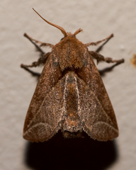 Anaxidia lozogramma