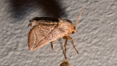 Anaxidia lozogramma