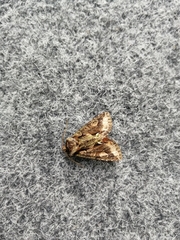 Allophyes oxyacanthae