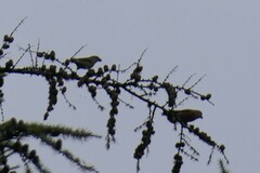 Loxia pytyopsittacus